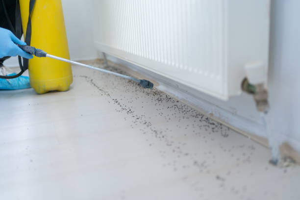 Best Bed Bug Extermination  in Jasper, AL